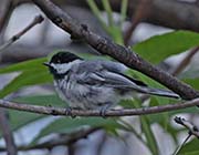 Picture/image of Black-capped Chickadee