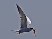 Picture/image of Forster's Tern