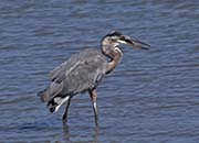 Picture/image of Great Blue Heron
