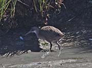 Picture/image of Ridgway's Rail