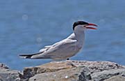 Picture/image of Caspian Tern