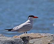 Picture/image of Caspian Tern