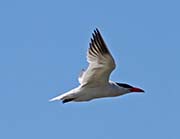 Picture/image of Caspian Tern