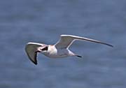 Picture/image of Forster's Tern