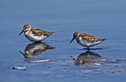 Picture/image of Western Sandpiper