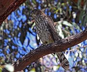 Picture/image of Cooper's Hawk