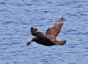 Picture/image of Black Oystercatcher