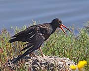 Picture/image of Black Oystercatcher