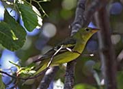 Picture/image of Western Tanager