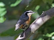 Picture/image of Red-breasted Nuthatch