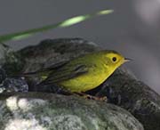Picture/image of Wilson's Warbler