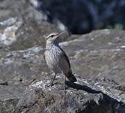Picture/image of Rock Wren