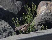 Picture/image of Rock Wren