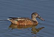 Picture/image of Northern Shoveler