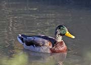 Picture/image of Mallard