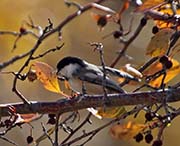 Picture/image of Black-capped Chickadee
