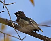 Picture/image of Cedar Waxwing