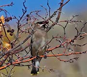 Picture/image of Cedar Waxwing