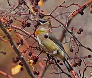 Picture/image of Cedar Waxwing