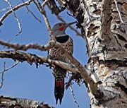 Picture/image of Northern Flicker