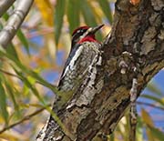 Picture/image of Red-naped Sapsucker