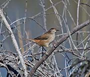 Picture/image of Marsh Wren