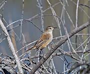 Picture/image of Marsh Wren