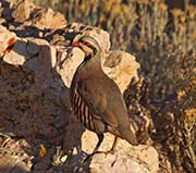 Chukar