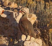 Picture/image of Chukar