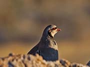 Picture/image of Chukar