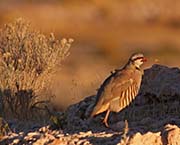 Picture/image of Chukar