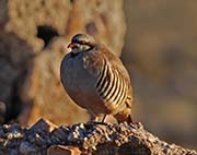 Picture/image of Chukar
