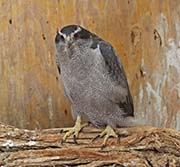 Picture/image of Northern Goshawk