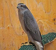 Picture/image of Northern Goshawk