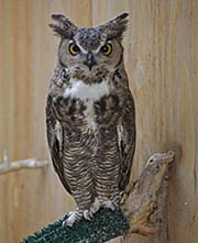 Picture/image of Great Horned Owl