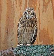 Picture/image of Short-eared Owl