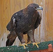 Picture/image of Golden Eagle