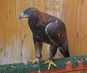 Picture/image of Golden Eagle