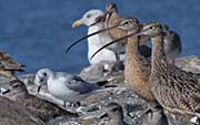 Picture/image of Bonaparte's Gull