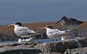 Picture/image of Elegant Tern
