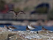 Picture/image of Snowy Plover