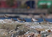 Picture/image of Snowy Plover
