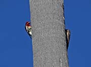 Picture/image of Red-breasted Sapsucker