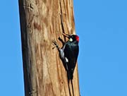 Picture/image of Acorn Woodpecker