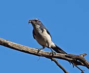 Picture/image of Western Scrub Jay
