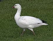 Picture/image of Ross's Goose