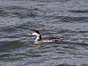 Picture/image of Horned Grebe