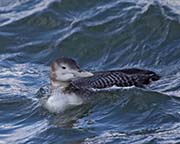Picture/image of Yellow-billed Loon