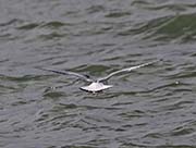 Picture/image of Bonaparte's Gull
