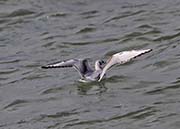 Picture/image of Bonaparte's Gull